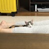 の写真