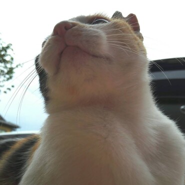 の写真