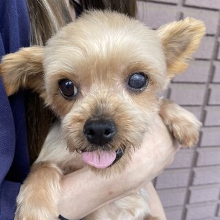 ハンドシャイのヨーキーのバジルちゃん