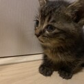 可愛いマイペースな甘えん坊　子猫