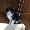 生後2ヶ月、わんぱくで元気一杯！仲良し5兄弟です♪