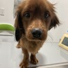 里親募集 サムネイル2