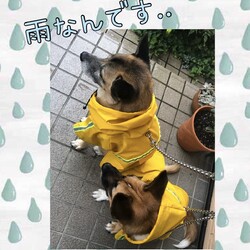 雨なんです・・