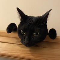 工藤ねこ