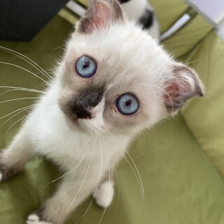 里親様決定しました！ありがとうございます。