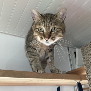 雲仙地獄でやけどを負った猫　やさしいイトちゃん