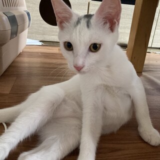 人懐っこい白猫　ぶいた里親様決まりました