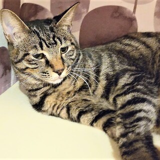 でら！ナイン！