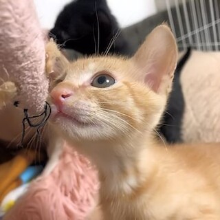 譲渡決定【ニア】穏やかな可愛い茶トラ