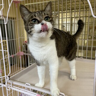 口内炎を患っている子です。