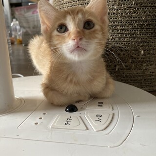 お腹が空くとおしゃべりする茶トラ男子