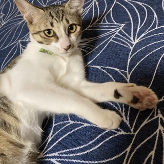 もろこしちゃん