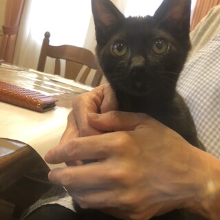 訳ありの子猫ちゃんの里親募集
