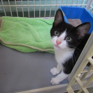 里親決定！仮名・フェザー♀