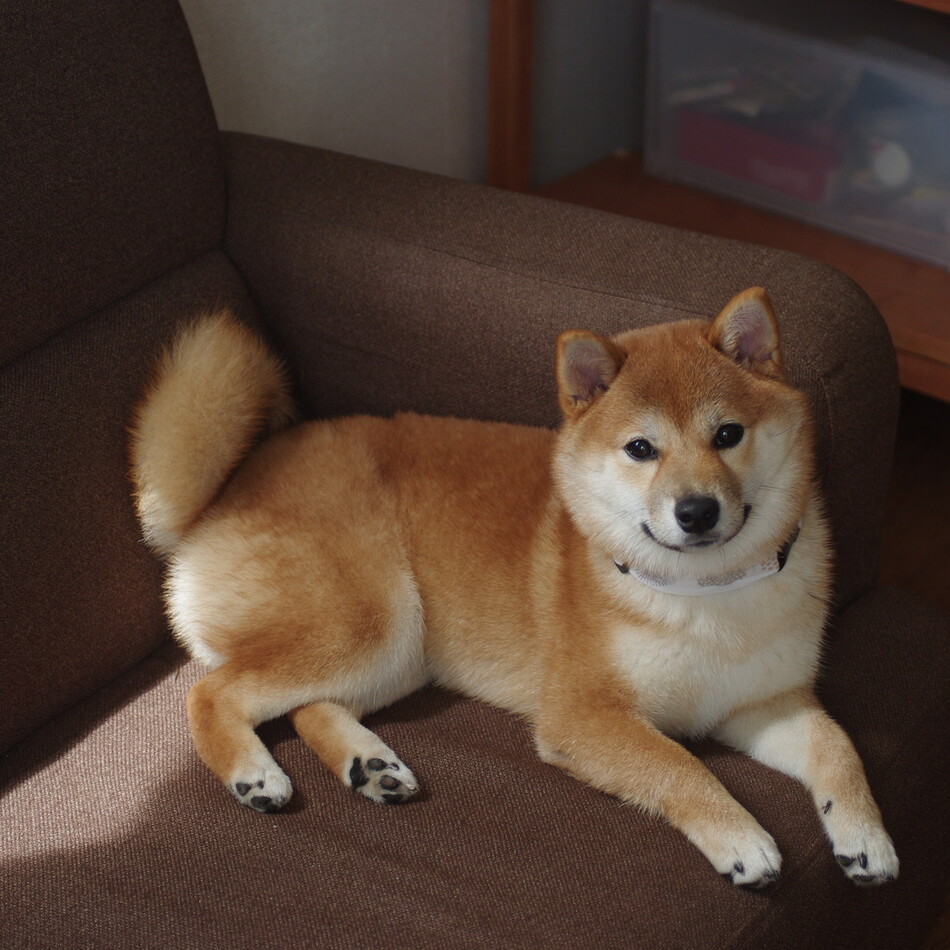ふさのカバー写真
