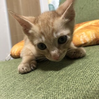 ニアくん茶トラの穏やかな男の子、ノアちゃんと兄妹