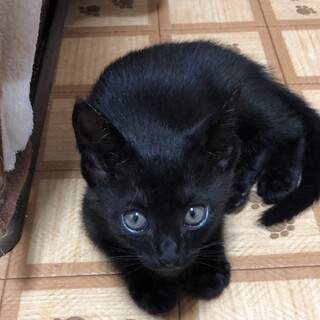 黒猫ノアちゃん甘えん坊活発な女の子、ニアくんと兄妹