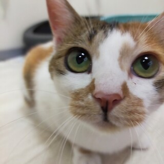 甘え上手な美三毛　シジミさん