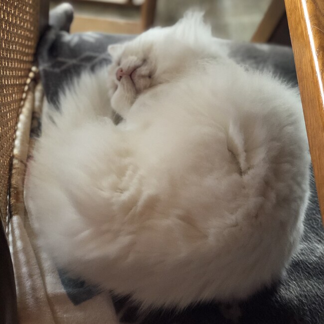 yumetoraのカバー写真