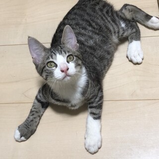 キジ白の可愛い男の子金くん