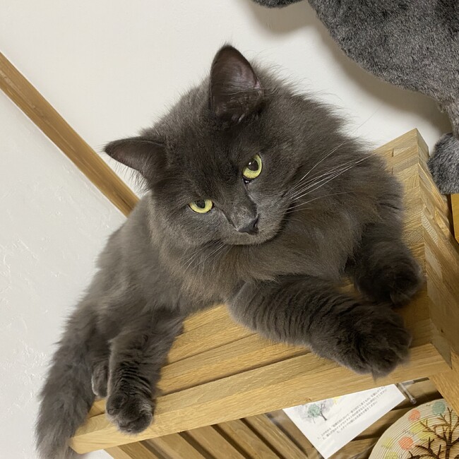 なめけこのカバー写真