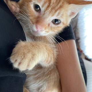 兄姉で素敵な家族に迎えてもらえました♡ライチ