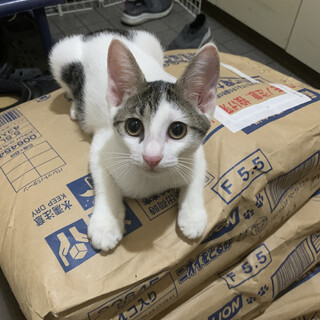 甘えたの美猫さん♡