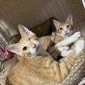 茶トラ白の兄弟です！