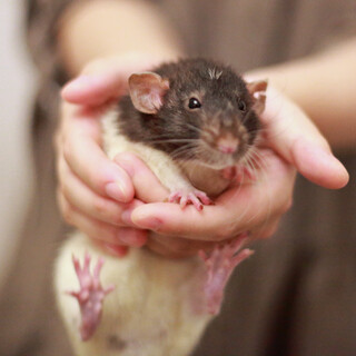 【急募】保護ファンシーラットの里親さん募集です