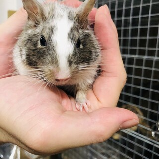 デグー ブルーパイド 女の子