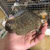 デグー アグーチ 女の子 サムネイル2