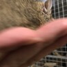 デグー アグーチ 女の子 サムネイル3