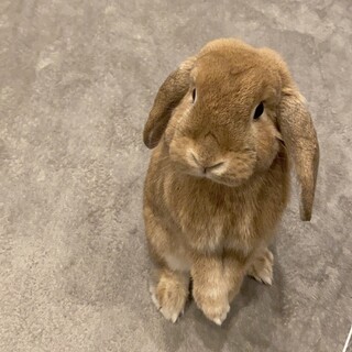 ホーランドロップイヤー　来月で3歳