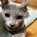 ロシアンブルー　6ヶ月