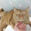 （預かり募集です）雄とらネコ3歳