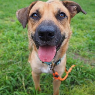 マック 陽気な男の子 千葉県 犬の里親募集 ペットのおうち 月間利用者150万人