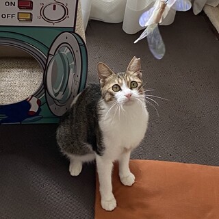 あさこちゃん