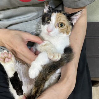 とっても美人な三毛猫ノイノイ♀4ヶ月