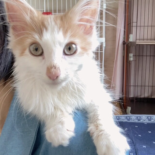 肩の上がお気に入りのチップくん♬（募集一時停止中）