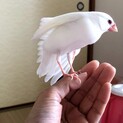 里親さん　決まりました。文鳥さん 2羽　里親募集