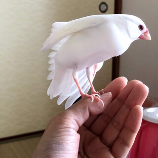 里親さん　決まりました。文鳥さん 2羽　里親募集