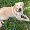 1歳ゴールデン雌　室内飼い経験者希望 サムネイル2