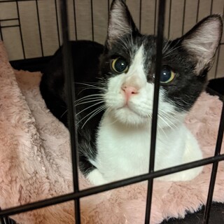 ハチワレがかわいいアズサくん♪