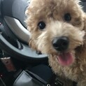 プードル 
