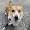 コーギー　マロンちゃん