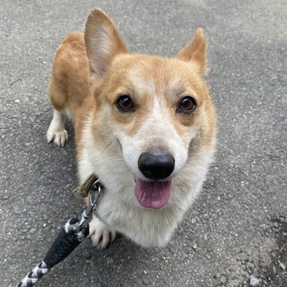 コーギー　マロンちゃん