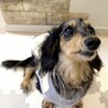 Mダックス♀ 葵（あおい）推定8歳〜 サムネイル2