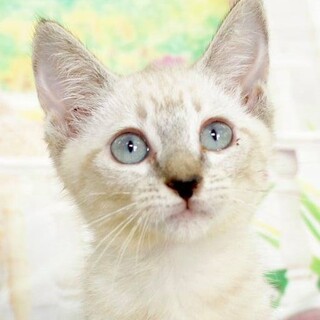 シャム系チビにゃん妹、とっても可愛いユナちゃん！