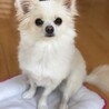 きょんこもさん
