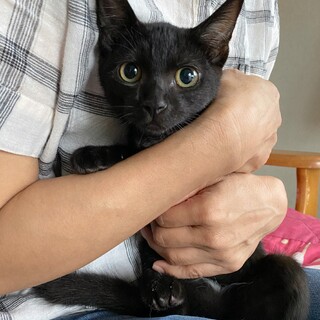 黒猫の男の子